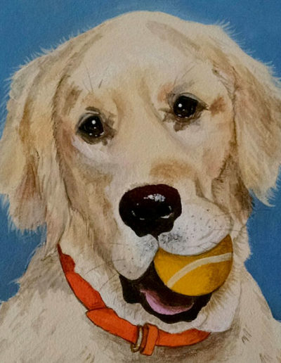 Golden Retriever with tennis ball