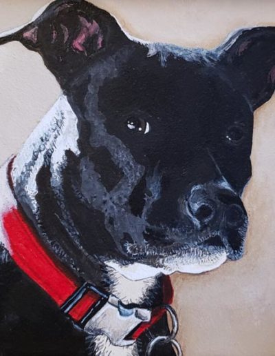 Black-Dog-Red-Collar--600x593