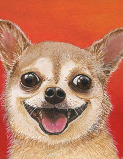 Chihuahua